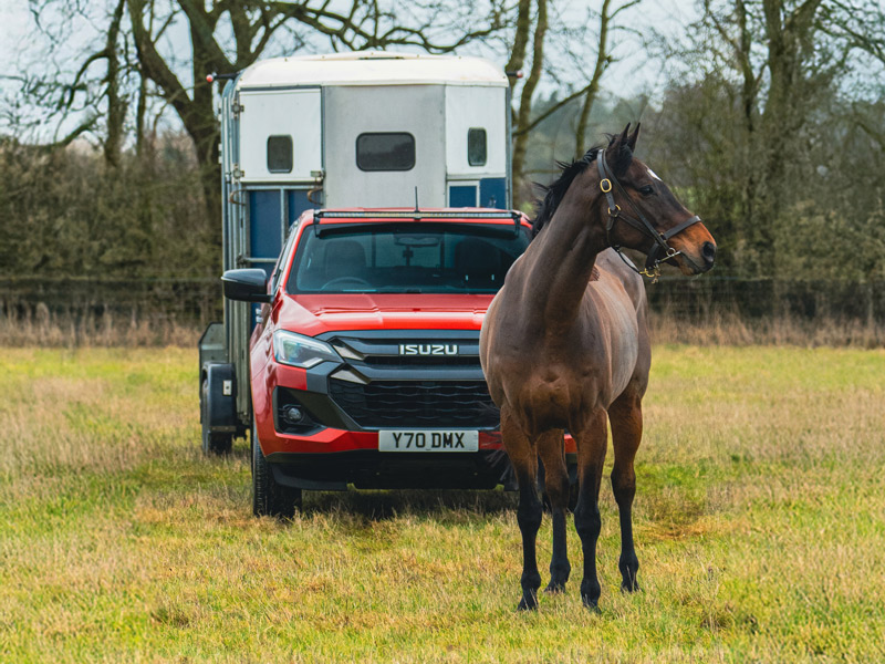 Racehorse stood by an Isuzu D-Max with Horse Trailer